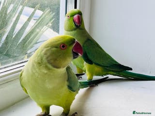 Ringnecks birds Indian ring neck parrots for sale 🦜❤️ - Advert 8