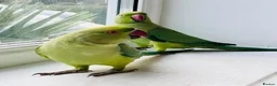 Ringnecks birds for sale: Indian ring neck parrots for sale 🦜❤️ - Advert 1