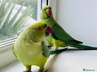 Ringnecks birds Indian ring neck parrots for sale 🦜❤️ - Advert 1