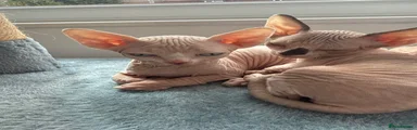 Sphynx 4