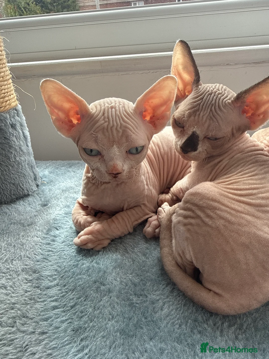 Sphynx cats for sale: Beautiful baby sphynx  in Uttoxeter - Advert 2