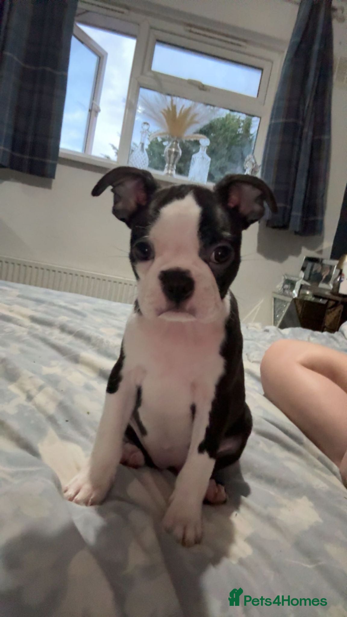 Boston Terrier dogs KC Registered Boston terrier puppies - Advert 6