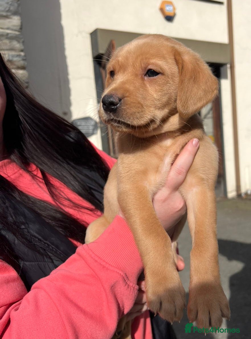 Labrador Retriever dogs KC reg red/yellow and black Labradors  - Advert 5