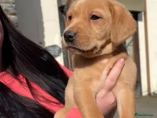 Labrador Retriever dogs KC reg red/yellow and black Labradors - Advert 5