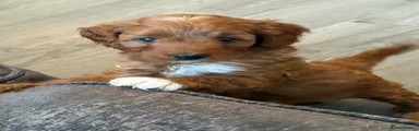 Cavapoo 4
