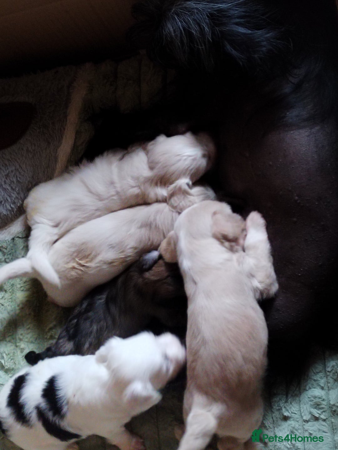 Chinese Crested dogs for sale: 5 beautiful Chinese crested puffs 3 girls 2 boys - Image 2
