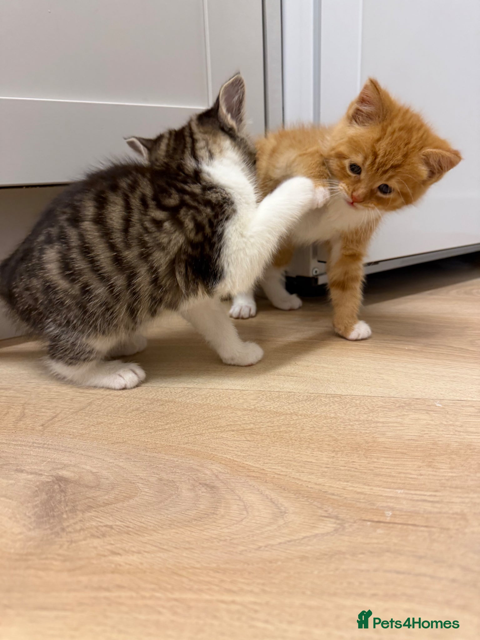 Mixed Breed cats Kittens 8 weeks and ready to leave - Advert 6