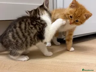 Mixed Breed cats Kittens 8 weeks and ready to leave - Advert 6