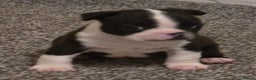Boston Terrier dogs for sale: Stunning KC Reg Boston Terrier last girl left - Advert 30