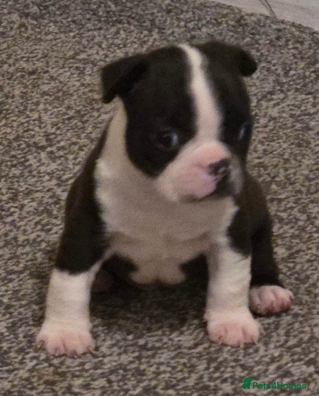Boston Terrier dogs for sale: Stunning KC Reg Boston Terrier last girl left - Advert 30