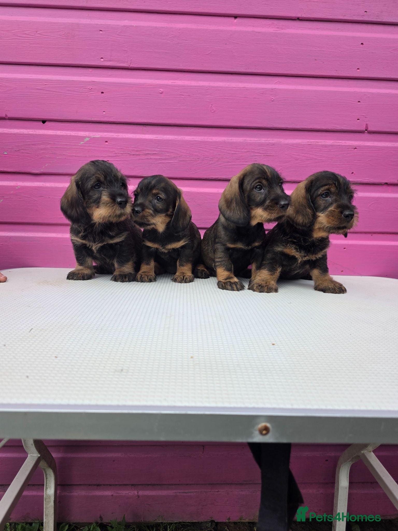 Dachshund dogs Standard Wire-haired Dachshund Puppies - Advert 1