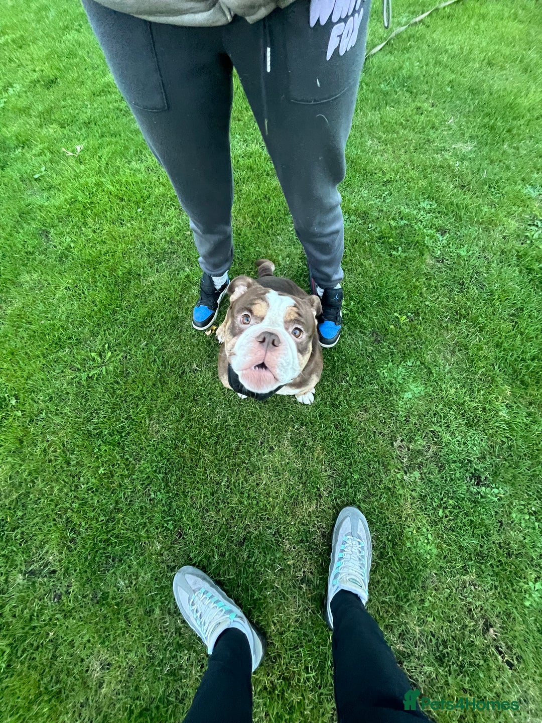 Olde English Bulldogge dogs for sale: tank🫶🏼 - Image 2