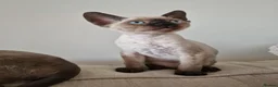 Devon Rex cats for sale: Adorable Devon Rex Kittens 💕 - Advert 6