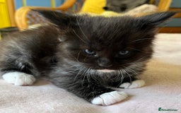 Maine Coon cats for sale: GCCF active / domestic Maine Coon  - Image 25