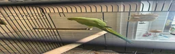 Ringnecks birds for sale: Indain ringneck - Advert 1
