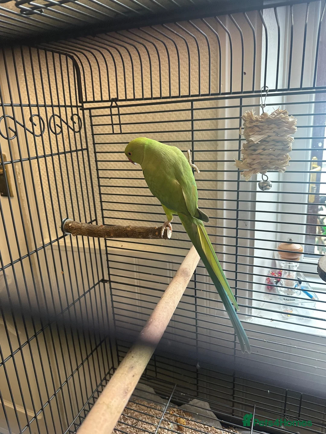 Ringnecks birds for sale: Indain ringneck - Advert 1