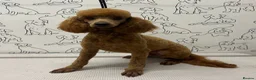 Cockapoo dogs for sale: 🧡💛💚Stunning Cockapoo Puppies - Ready 25th May - Advert 21