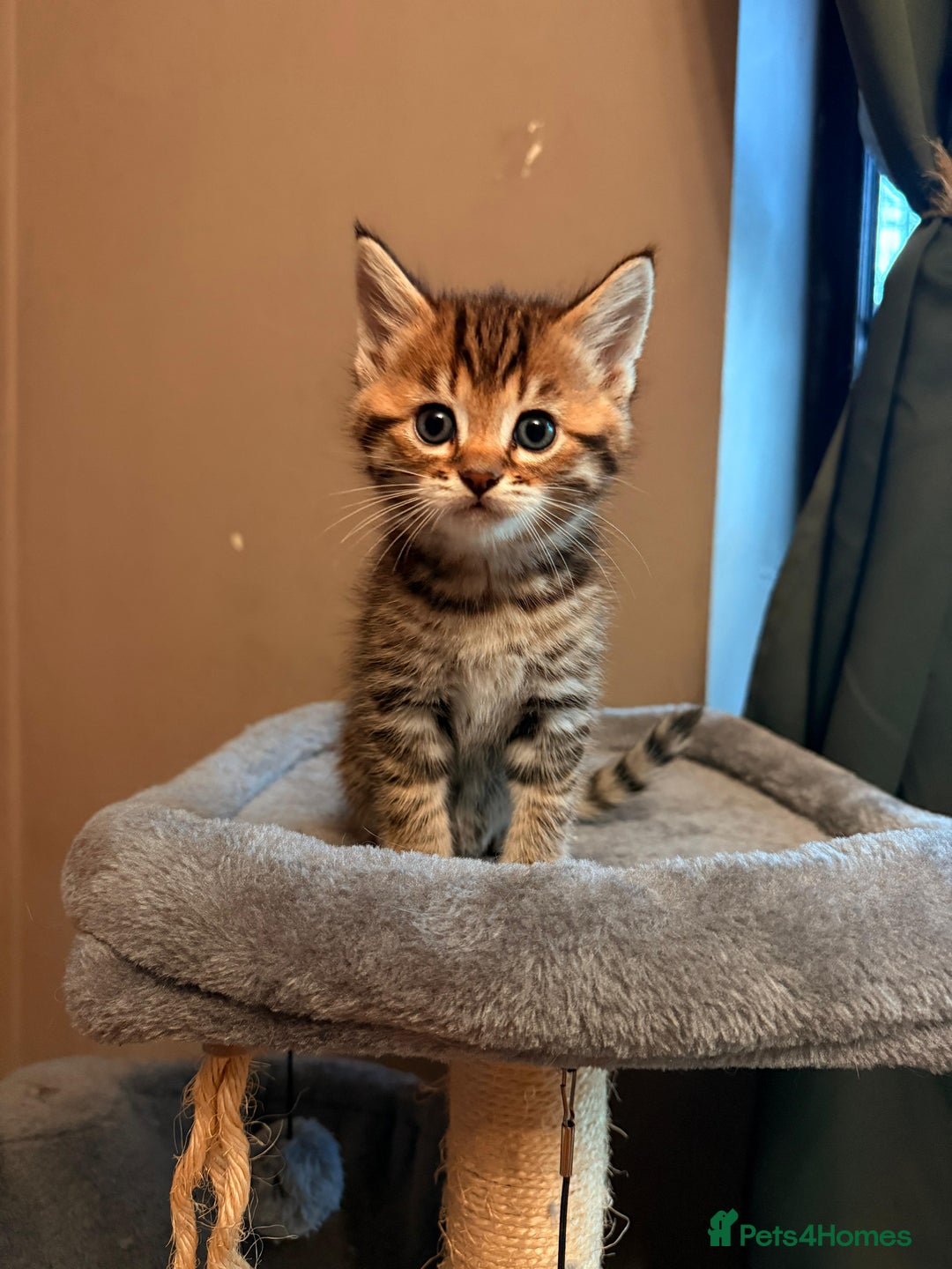 Mixed Breed cats for sale: Beautiful Ragdoll Bengal Cross Kittens - Advert 2