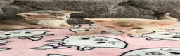 Abyssinian cats for sale: Beautiful Abyssinian Kittens  - Advert 25