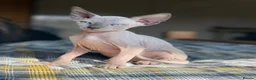Sphynx cats for sale: Sphynx Kittens - European Champion Bloodlines - Advert 2