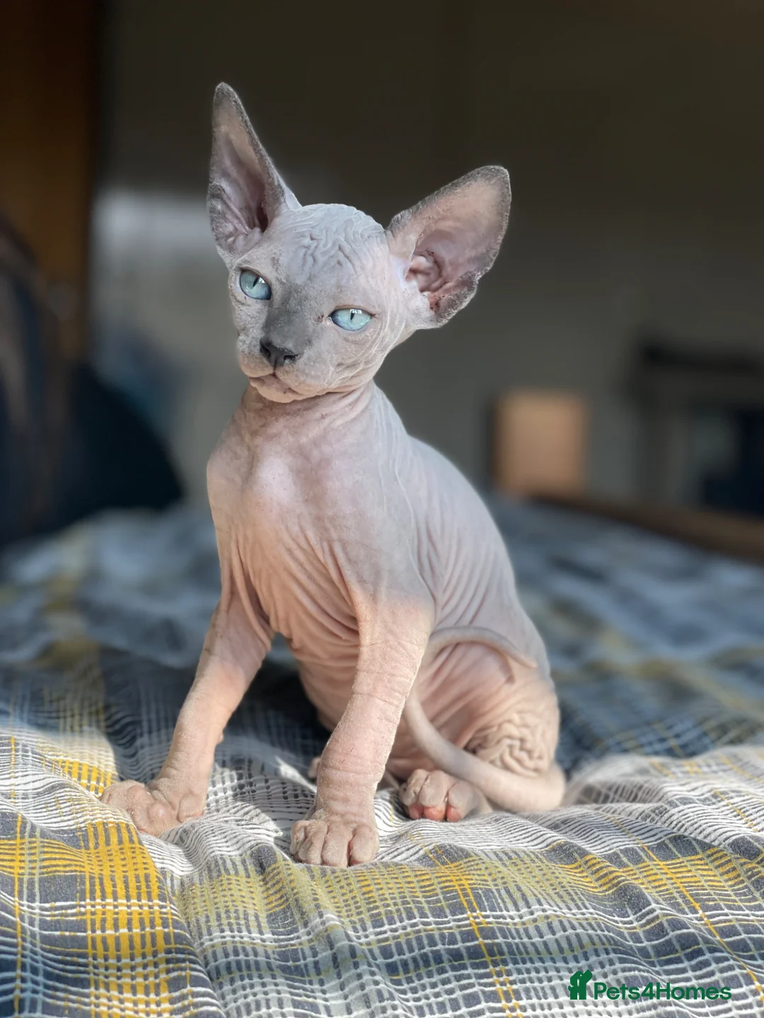 Sphynx cats for sale: Sphynx Kittens - European Champion Bloodlines - Advert 2