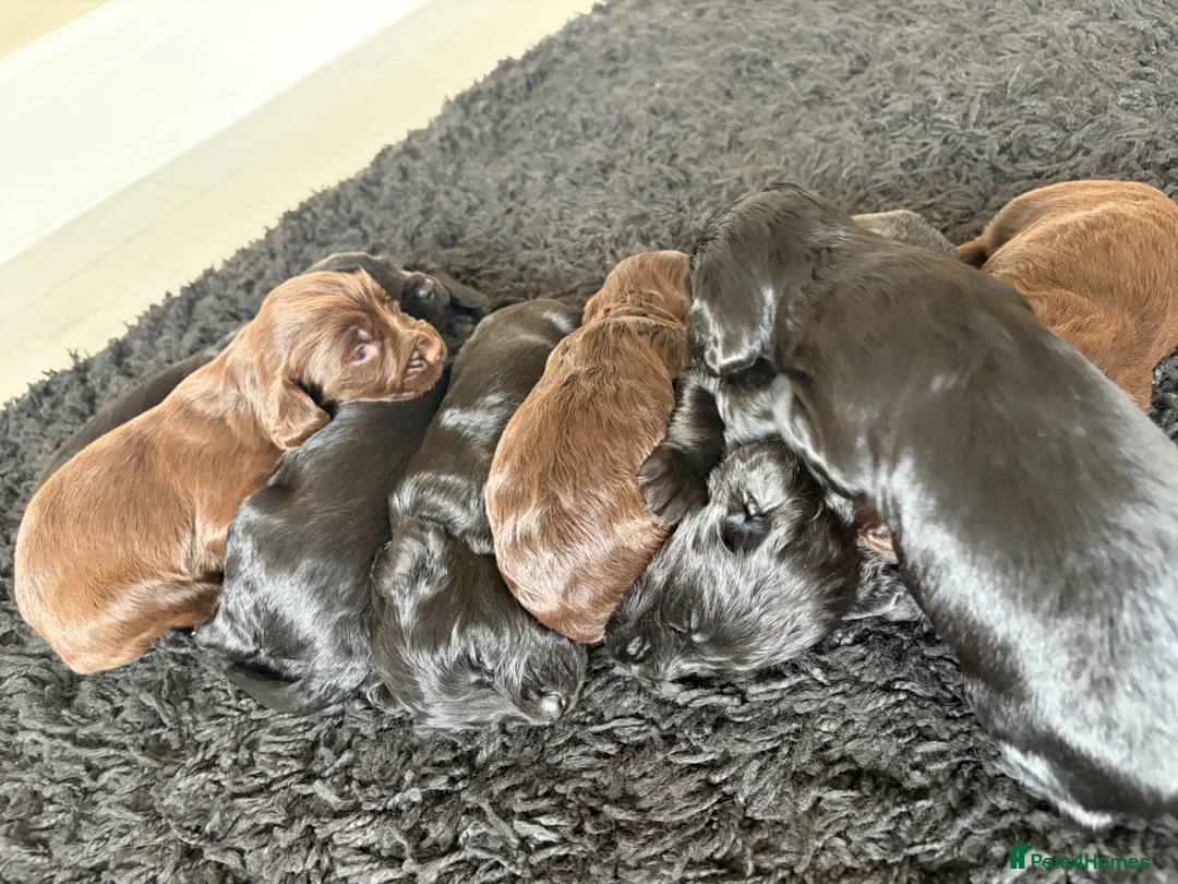 Cocker Spaniel dogs for sale: 4 KC puppies looking for there forever homes. - Advert 1