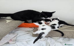 Mixed Breed cats for sale: 3 beautiful black and white kittens - Image 5