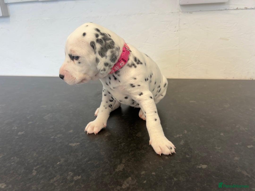 Dalmatian dogs for sale: 🐶 Stunning Dalmatian Puppies Ready 28th August 🐶 - Image 17
