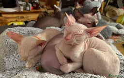 Sphynx cats for sale: Sphynx girls beautiful loving babies - Image 6