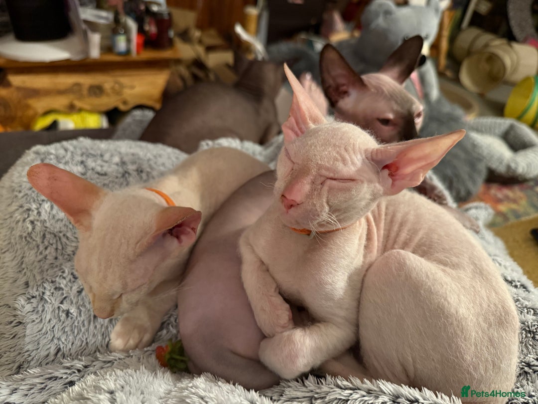 Sphynx cats for sale: Sphynx girls beautiful loving babies - Image 6