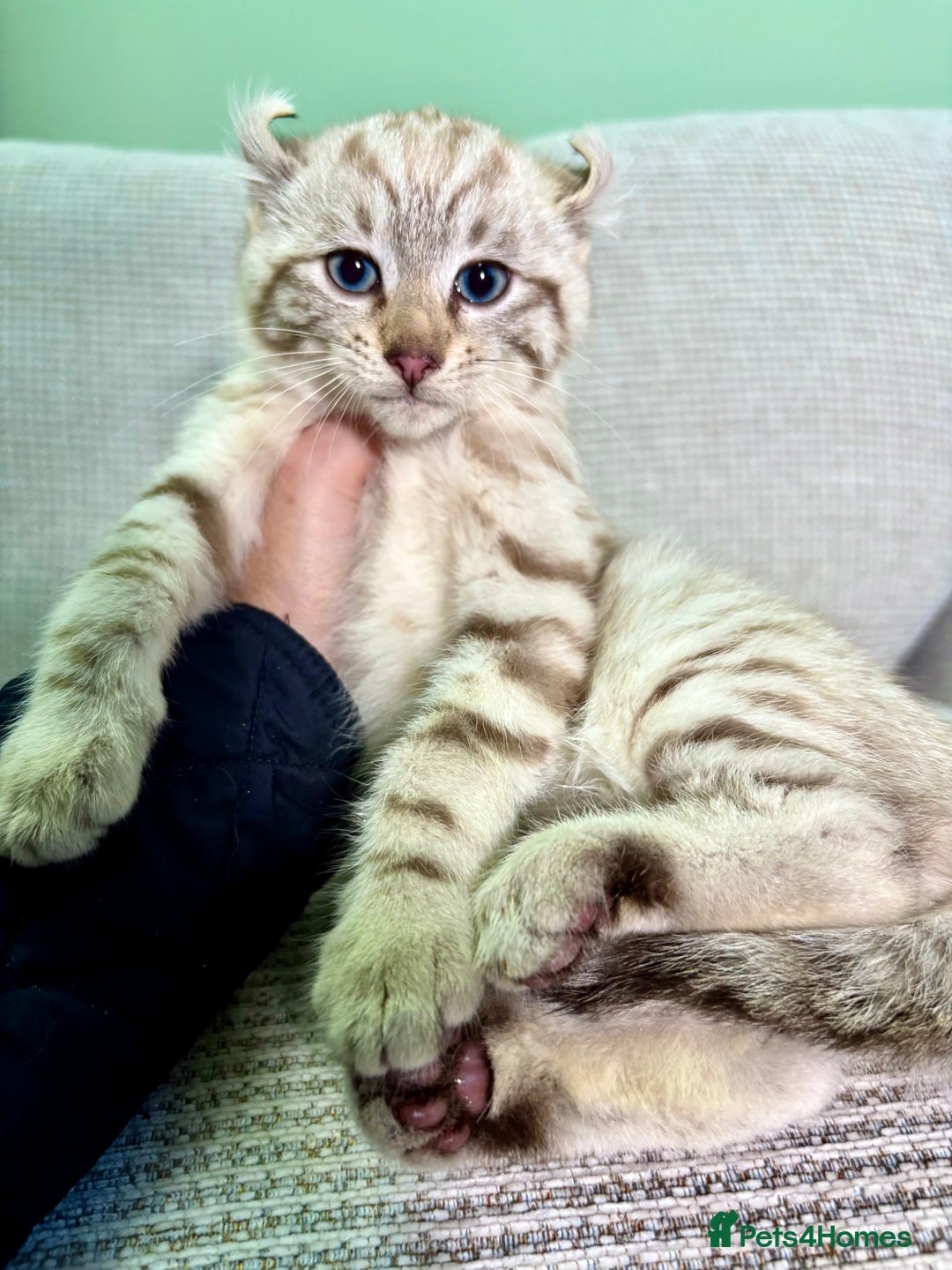 Savannah cats for sale: Superb wild looking snow leopard male  - Advert 2