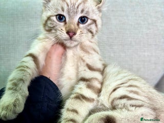 Savannah cats Superb wild looking snow leopard male - Advert 1