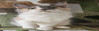 Maine Coon 5