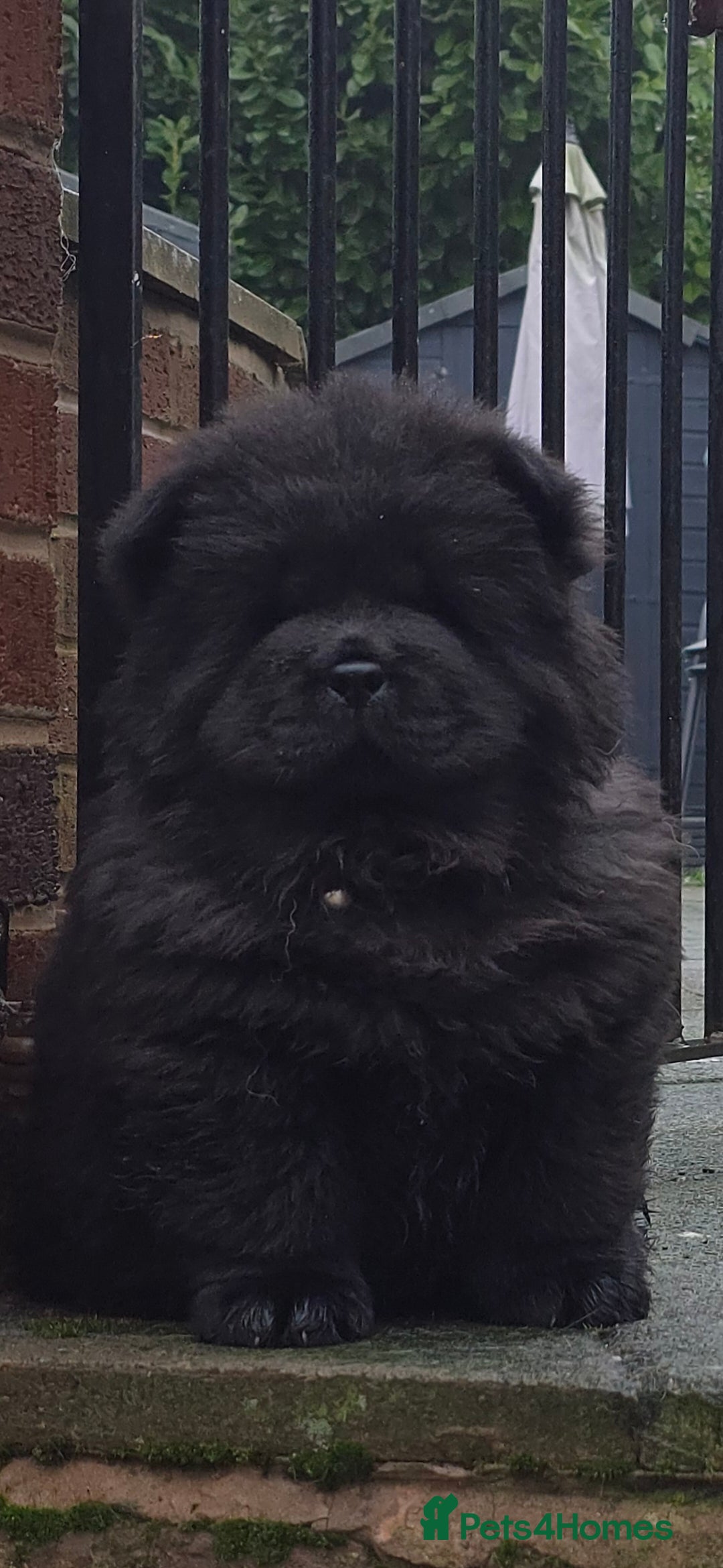 Chow Chow dogs Male ready to leave! 5⭐️homes - Advert 3