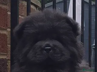 Chow Chow dogs Male ready to leave! 5⭐️homes - Advert 1