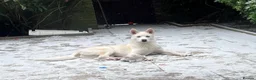 Siberian Husky dogs for sale: 10 month husky male  in London - Advert 7