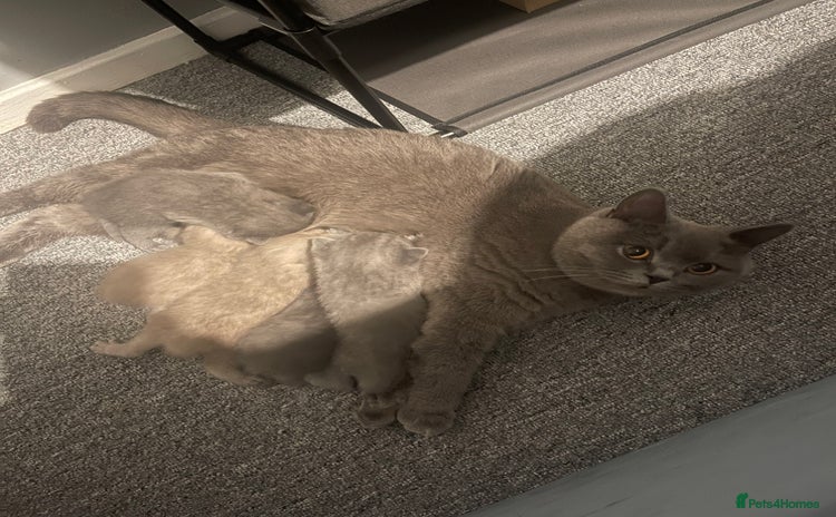 British Shorthair cats - Advert 7