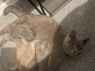 British Shorthair cats - Advert 1