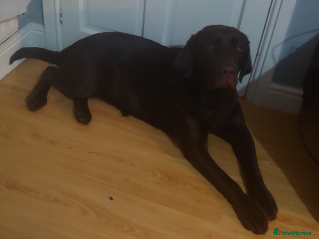 Labrador Retriever dogs for sale: Chocolate Labrador older girl - Image 4