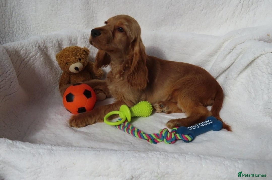 Cocker Spaniel dogs for sale: 🏆BEAUTIFUL COLOURS 🏆 SHOW TYPE COCKER SPANIELS - Image 5