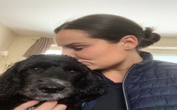 Cockapoo dogs for sale: 5 year old neutered male cockapoo to be rehomed  - Image 6