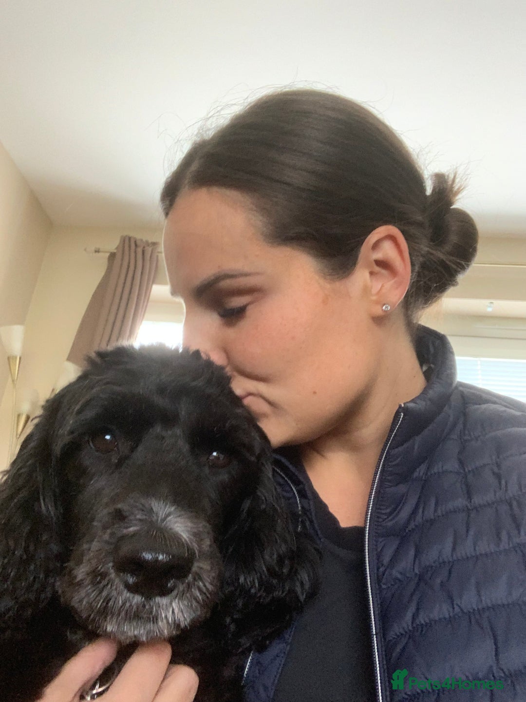 Cockapoo dogs for sale: 5 year old neutered male cockapoo to be rehomed  - Image 6