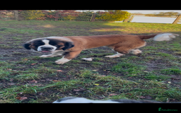 Saint Bernard dogs for sale: Stunning KC reg Saint Bernard puppies  - Image 27