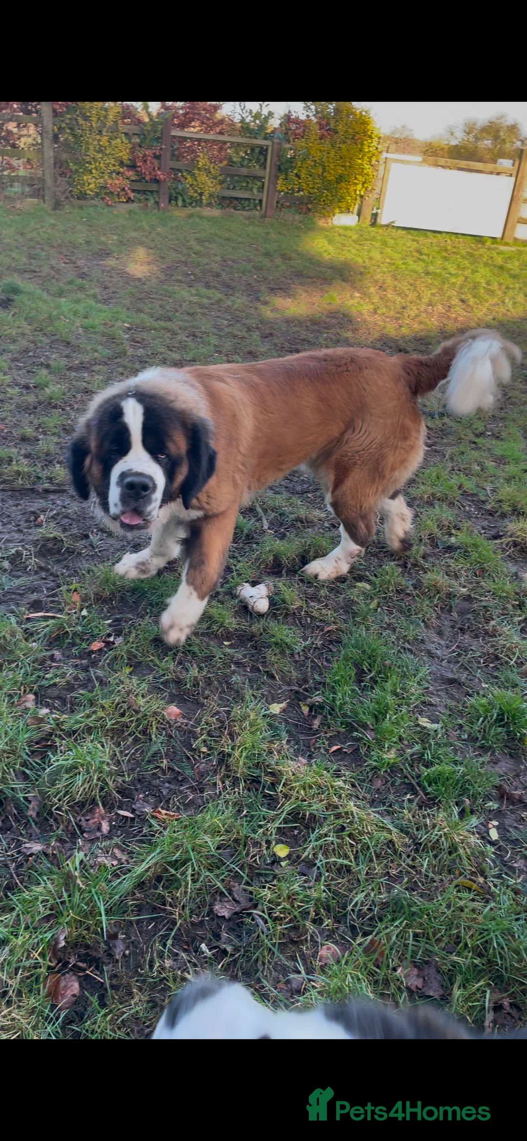 Saint Bernard dogs for sale: Stunning KC reg Saint Bernard puppies  - Image 27