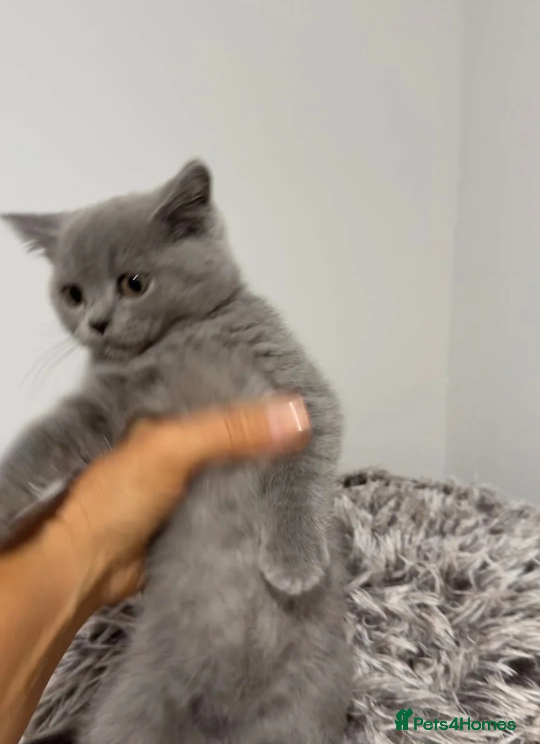 British Shorthair cats for sale: Stunning British Shorthair Blue Kittens Ready  - Advert 2