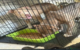 Mixed Breed dogs for sale: 2 puppies for sale  - Image 3