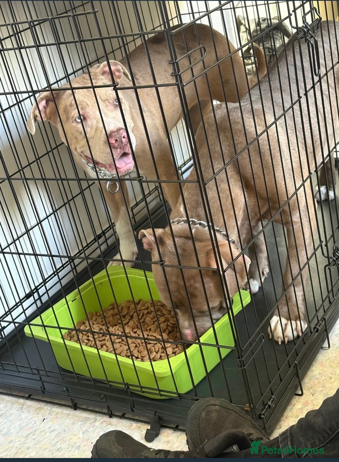 Mixed Breed dogs for sale: 2 puppies for sale  - Image 3
