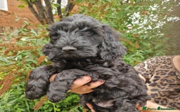 Cockapoo dogs for sale: 5 STAR SHOW TYPE COCKAPOO PUPPIES - Image 3