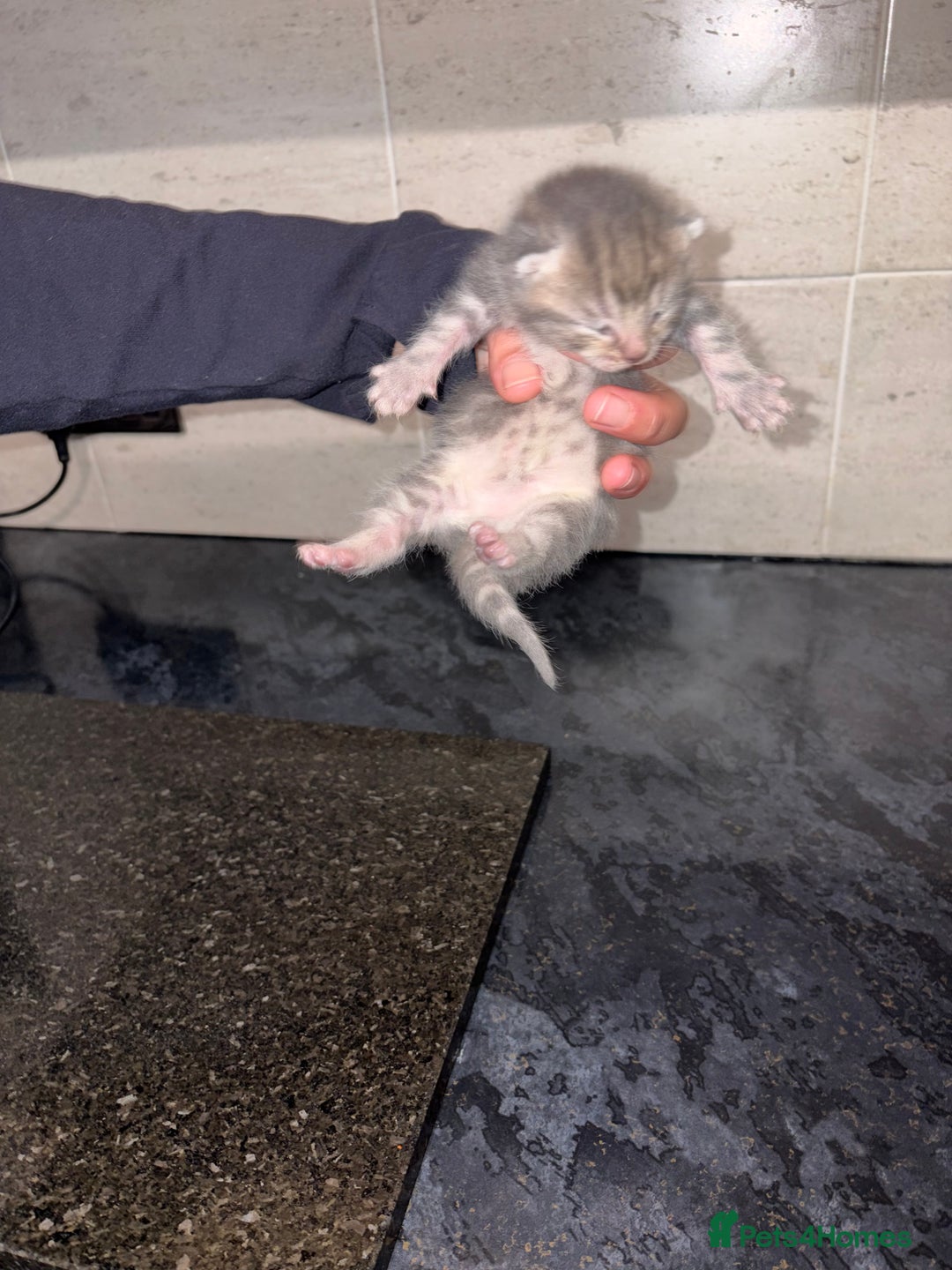 Bengal cats for sale: Bengal mixed Tabby - Advert 19