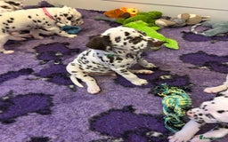 Dalmatian dogs for sale: This is an all liver litter of Dalmatian puppies - Advert 4